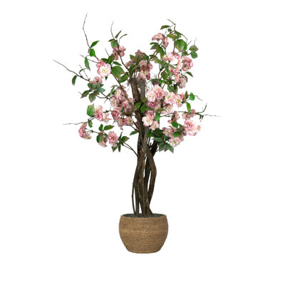 Cherry Blossom Tree in a Rope Pot