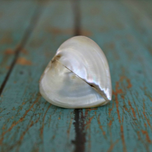 Novelty Knob