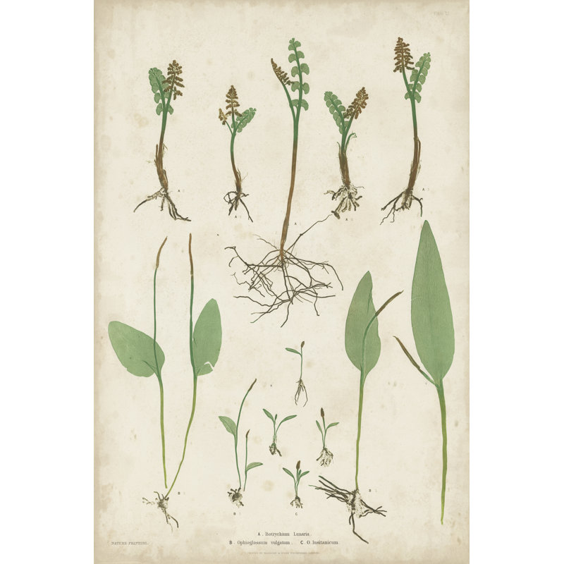 Ferns II by Bradbury - Wrapped Canvas Painting, 76cm H x 51cm W