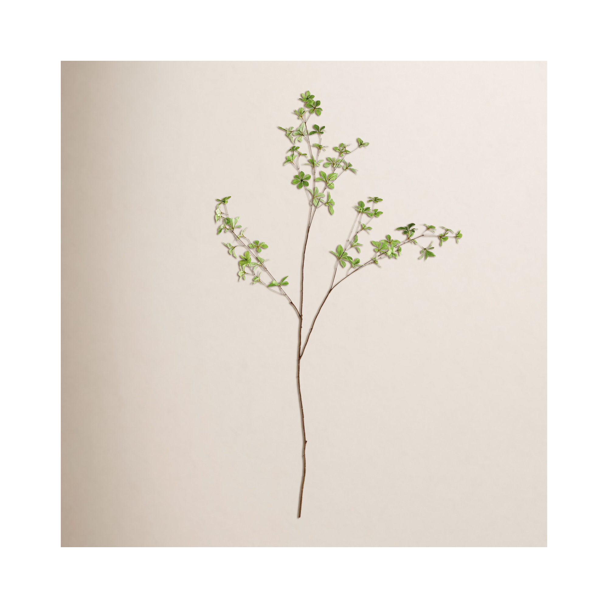 Iggy JAPANESE DODAN BRANCH 50"