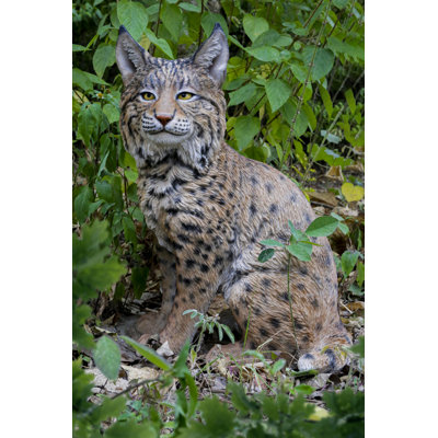Sitting Bobcat Statue