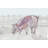 " Como Cerdo " by Eyre Tarney-21130027