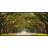 Path Lined with Oak Trees Framed Photographic Print on Canvas-19143761