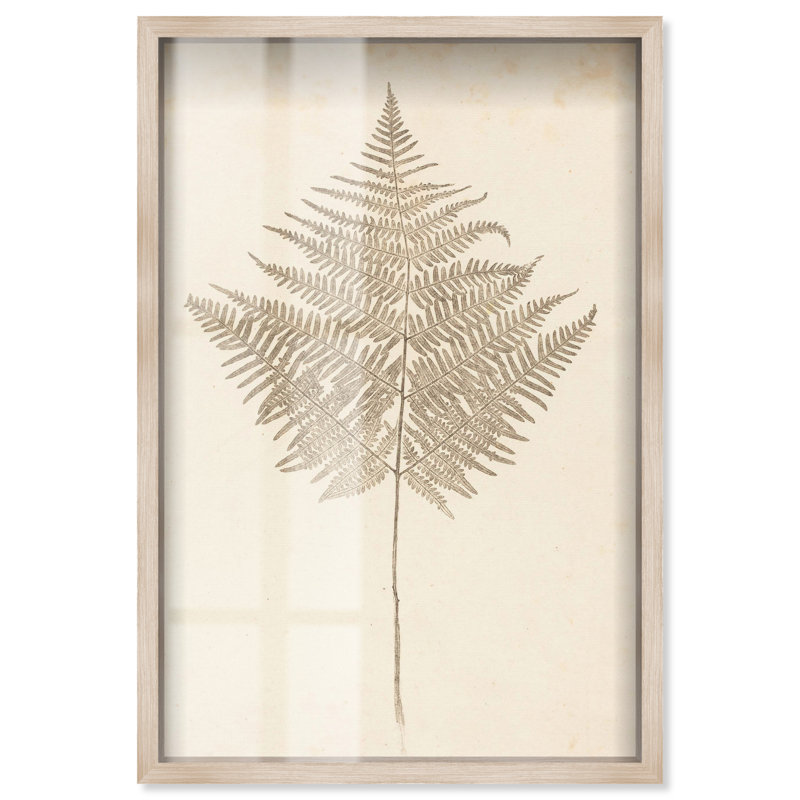 Art botanique Fern Frond Shadowbox par Art Remedy, H 55 po x l 37 po, Crème, crème