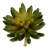 6.5'' Succulent Plant