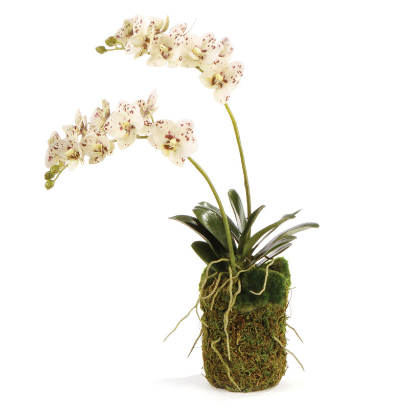 Orchidée Stiles