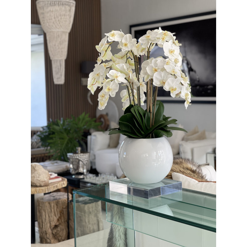 Phalaenopsis Orchid Floral Arrangement in Pot, White