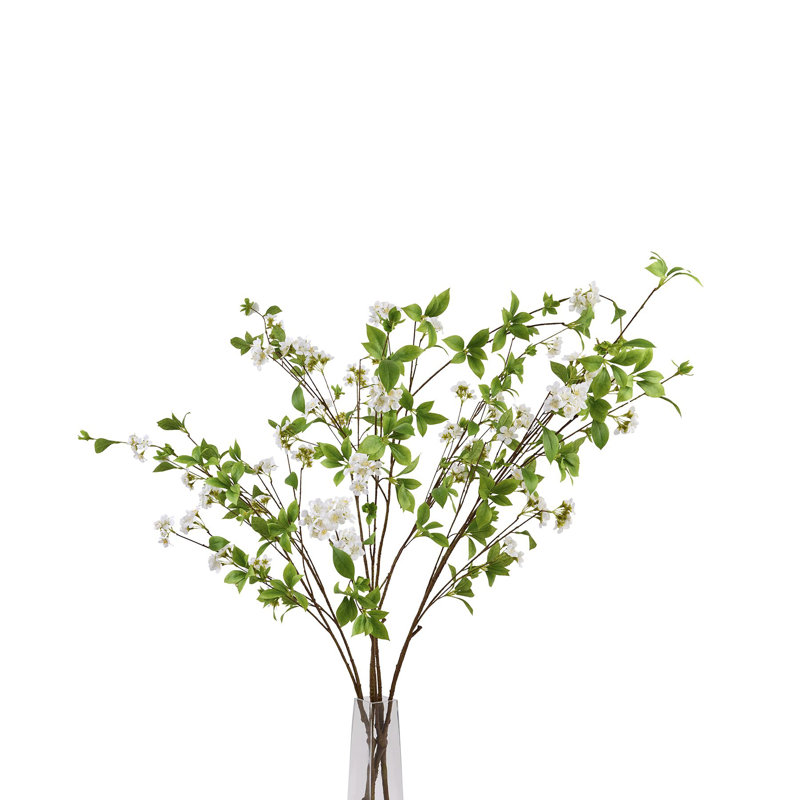 Anastasija Arrangement