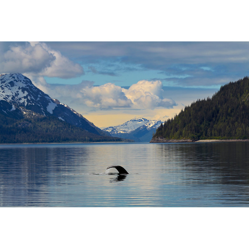 Whale Tail in Calm Waters Alaska 1 Piece Wrapped Canvas Wall Art, 51cm H x 76cm W x 3.8cm D