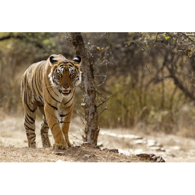 Bengal Tiger by Gannet77