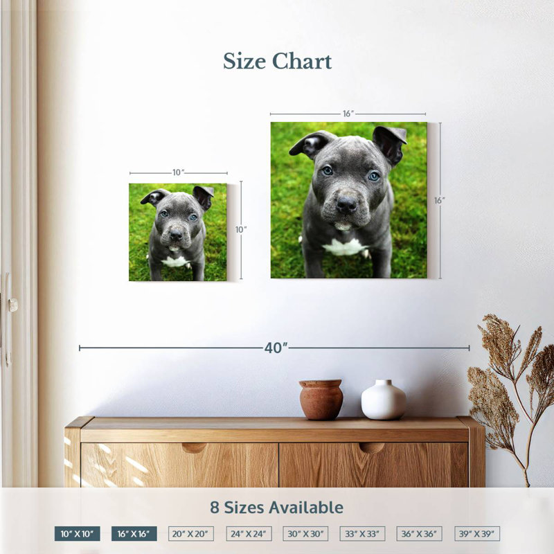 Crowle Eyed Pooch