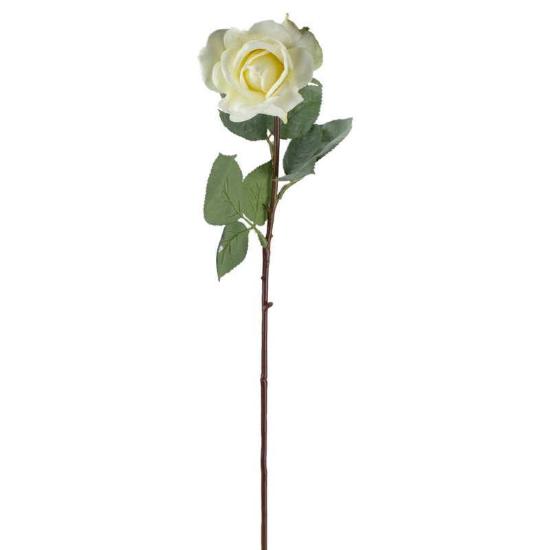 Roses, buissons
