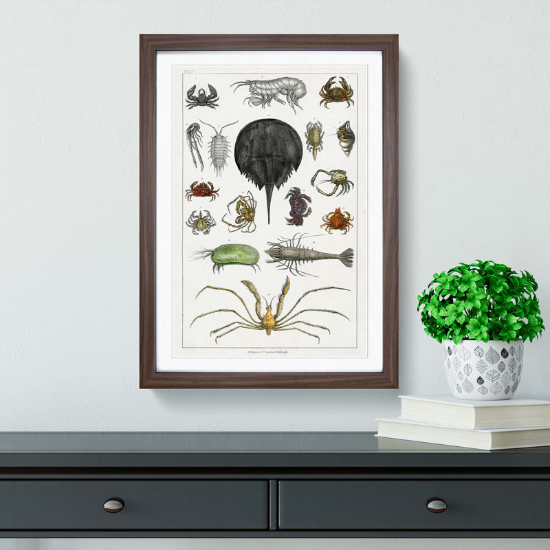 Crabs & Lobsters by Oliver Goldsmith - Picture Frame Painting Print, 36cm H x 27cm W x 2cm D, Walnut Framed
