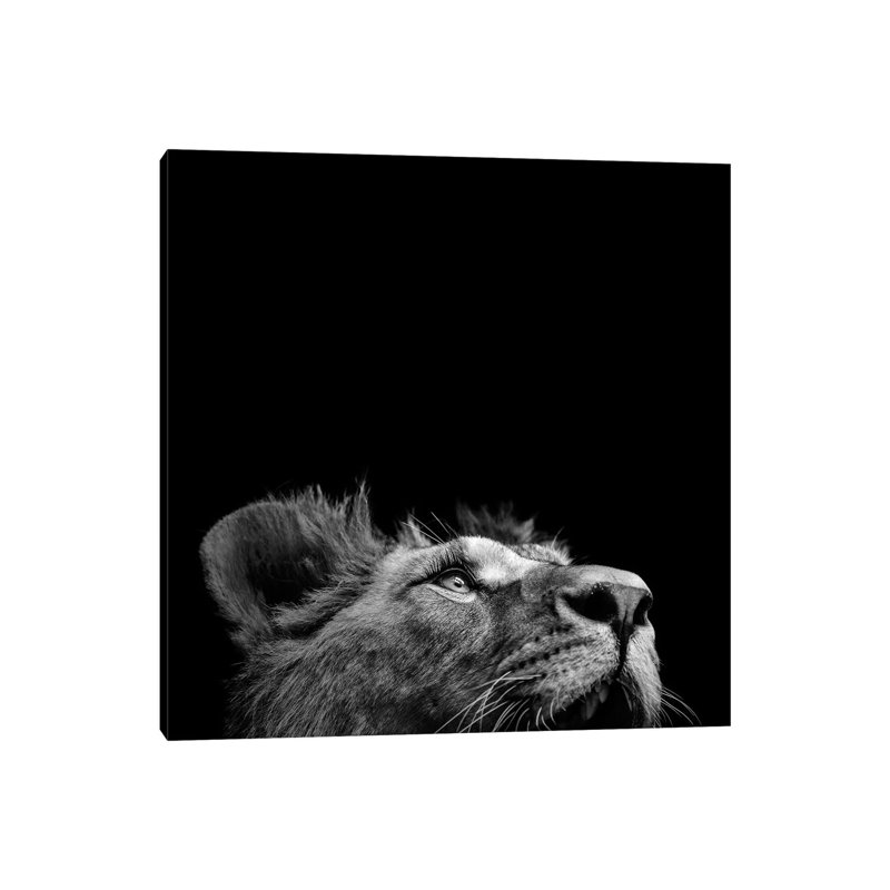 Lion In Black And White II by Lukas Holas - Wrapped Canvas Print, 66.04cm H x 66.04cm W x 1.905cm D