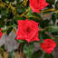 90cm Faux Rose Tree Plant in Pot-1000637542