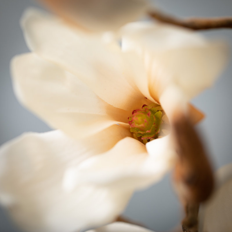 Magnolia Sprays, Crème