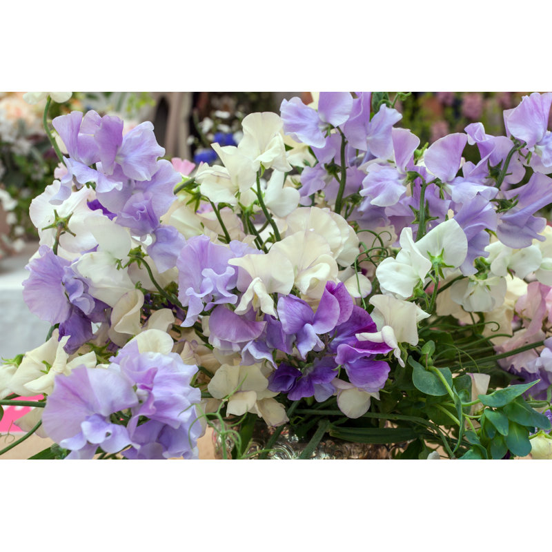 Sweet Pea Flowers - Photographie sur toile tendue, H 12 po x l 18 po