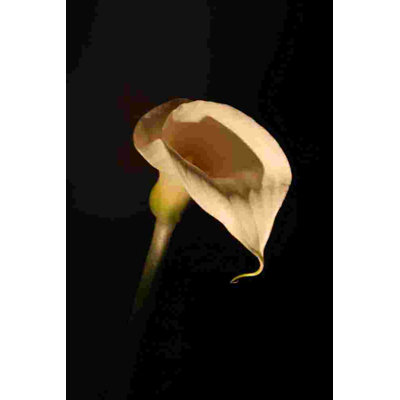 " White Flower On Black Photography "