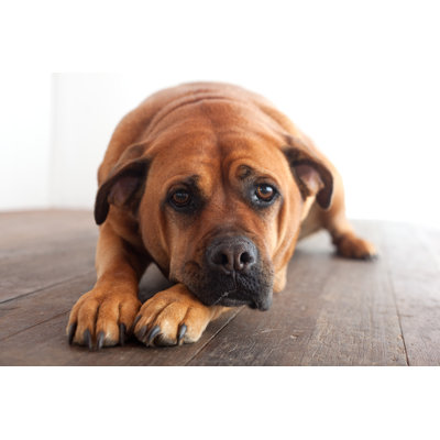 Sad Dog by Nwphotoguy