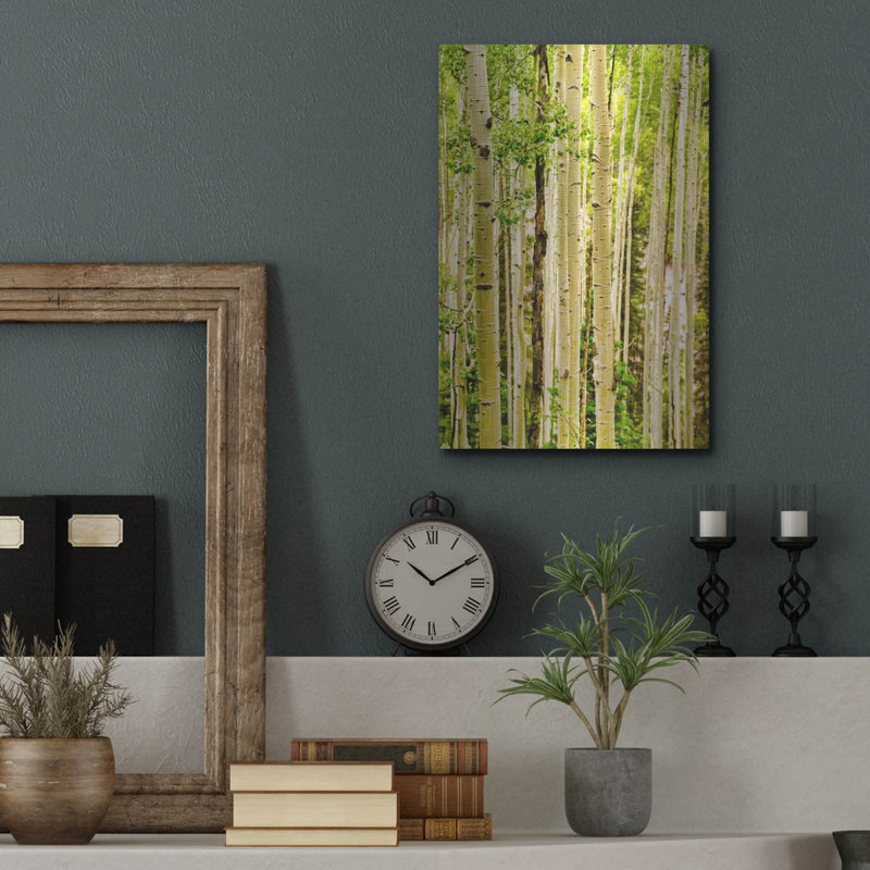 «Aspens printaniers» de luxe par Mark A Paulda, M «Spring Aspens» par Mark A Paulda, H 16 po x l 12 po