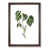 Walnut Framed selected