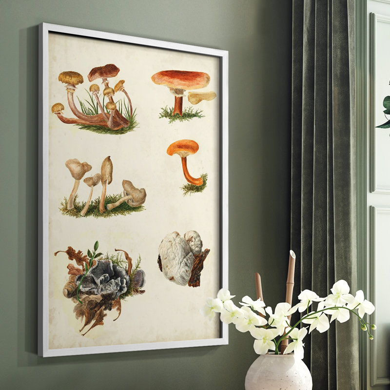 Reproduction encadrée «Mushroom Species X» - bois massif, Blanc, H 10 po x l 8 po