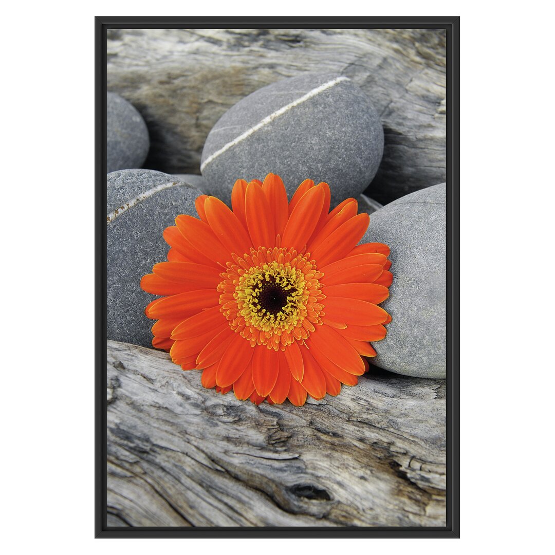 Gerahmtes Wandbild Gerbera zwischen Zen Steinen