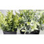 Peignes plantes d'eucalyptus artificiels en pot