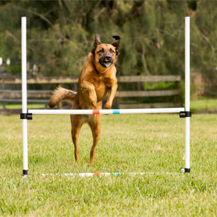 Saut en barre Midlee Dog Agility