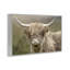 Highland Dreams Bétail, art de la giclée, conception de Kim Allen-114341587-114341585