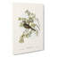 Peaceful Ground Doves by Elizabeth Gould - Wrapped Canvas-55366546
