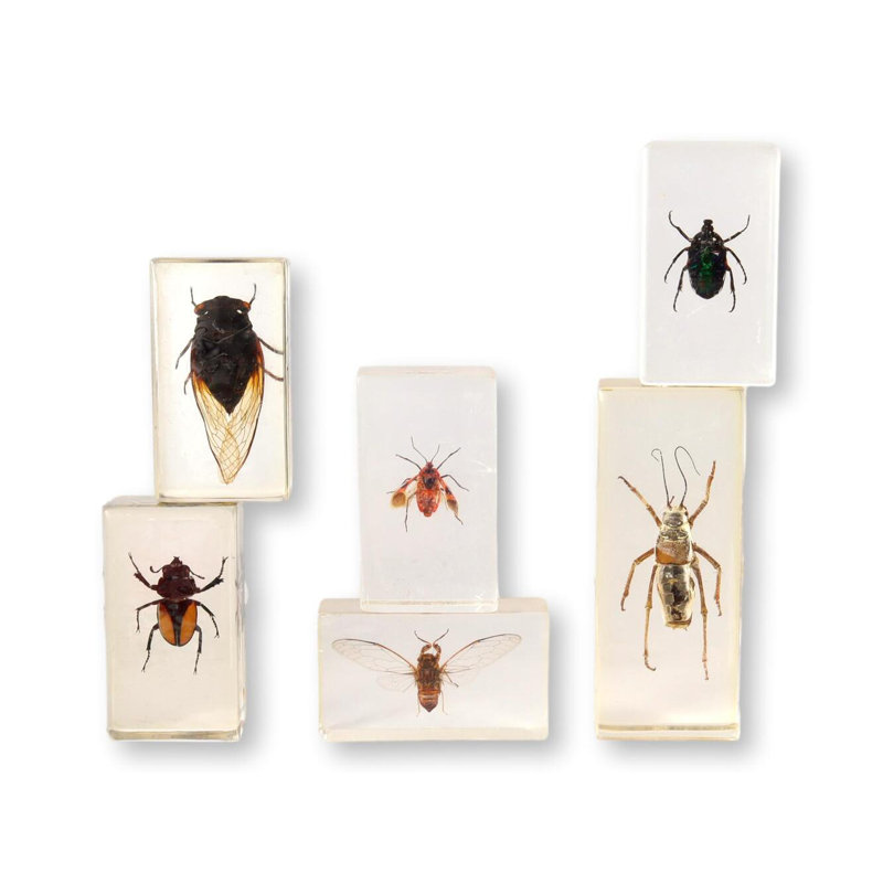 Entomologie, science occupée, échantillons