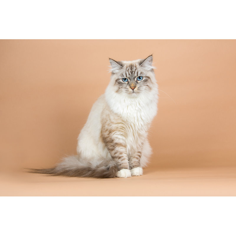 Portrait of Siberian cat, 81cm H x 122cm W