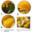«Yellow Mums in Bloom I» sur toile-335468432-335468436