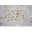 Oriental Area Rug in Gold-72344516