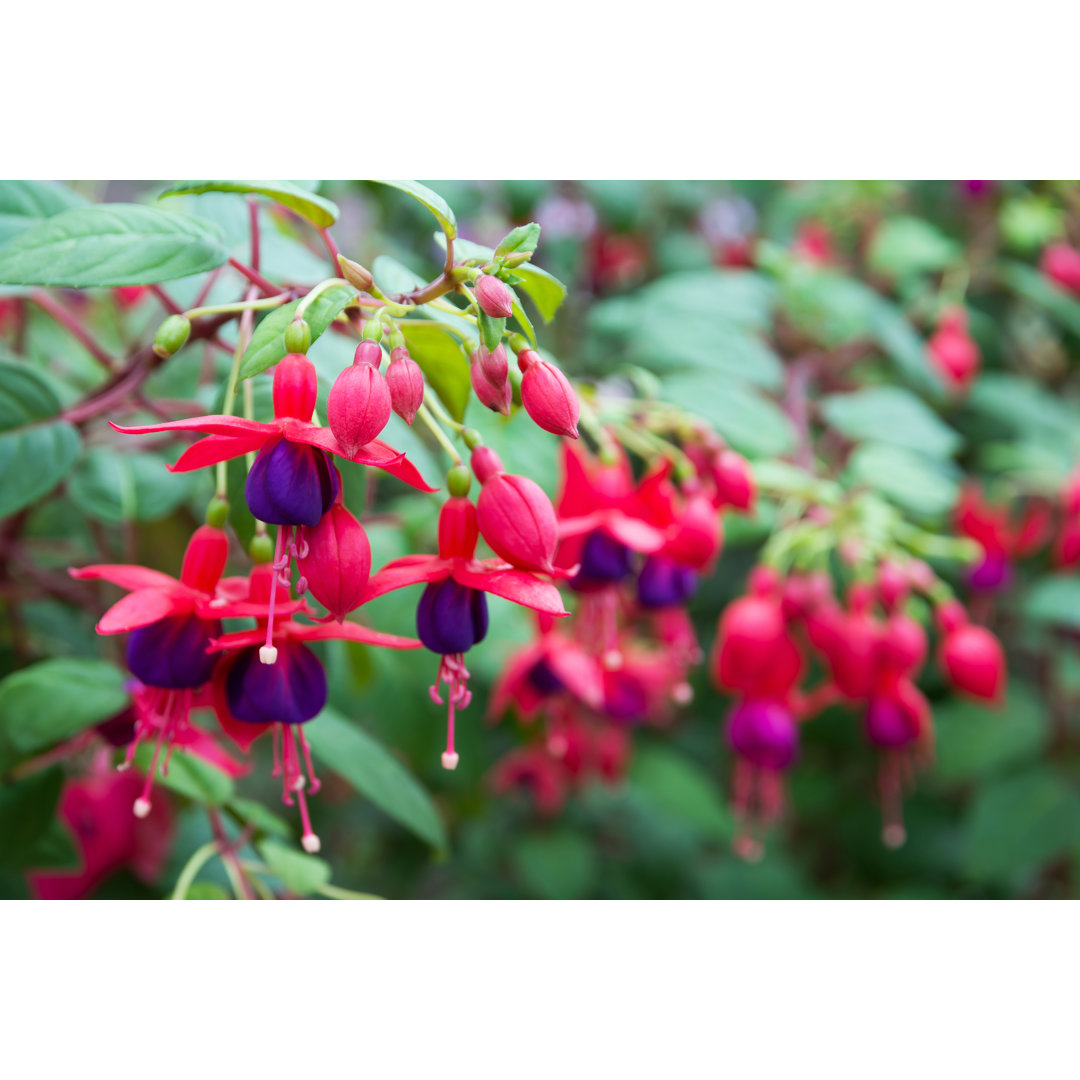 Leinwandbild Fuchsia Flowers Beautiful Fuchsia Flowers in the Garden