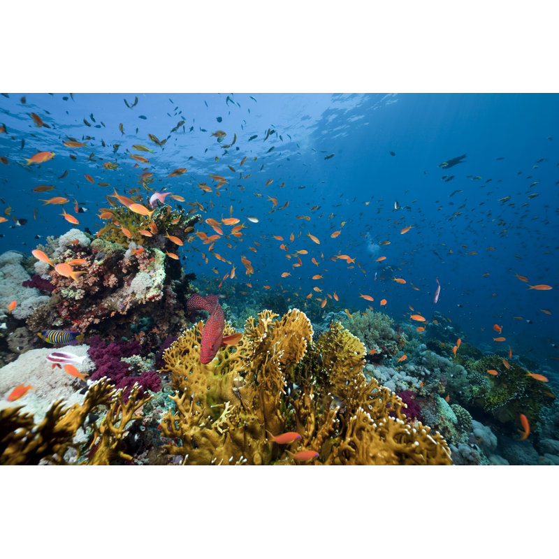 Adelayne Fishes par Stephankerkhofs, H 24 po x l 36 po