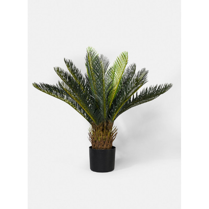 Plante de palmier en pot 23 po