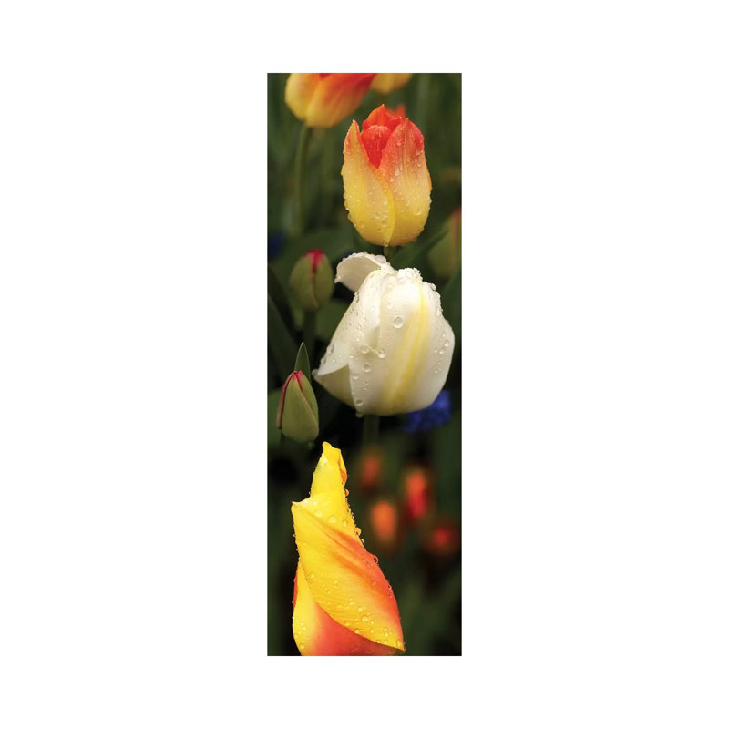 Close-Up Of Tulip Flowers Glowing by Panoramic Images - Panoramic Gallery-Wrapped Canvas Giclée on Canvas, No Frame