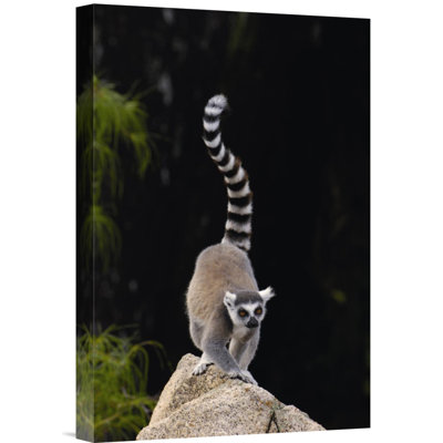 " Ring-Tailed Lemur "