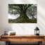 Harnek Mossy Old Trees-107705466
