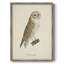 «French Owls VI», reproduction encadrée - bois massif