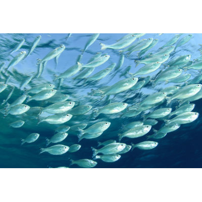 School of Mackerel Fish 1 Piece Wrapped Canvas Wall Art