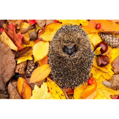 Hedgehog by Anne Coatesy - Wrapped Canvas Print