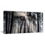 «Sunbeam Through Black White Forest», photographie-35125685-35125692