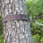 Emanuel Hammock Tree Strap