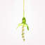 Ensemble d’ornement 6 pièces hummingbird Pompey