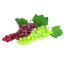 Grappe de raisin Grasmere-29363610-29691937