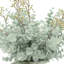 Eucalyptus Arrangement In A Shell Vase.