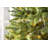 606'' String Lights-31889549